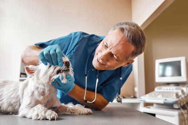 Best After-Hours Dental Trauma Care in Harrisville, WV